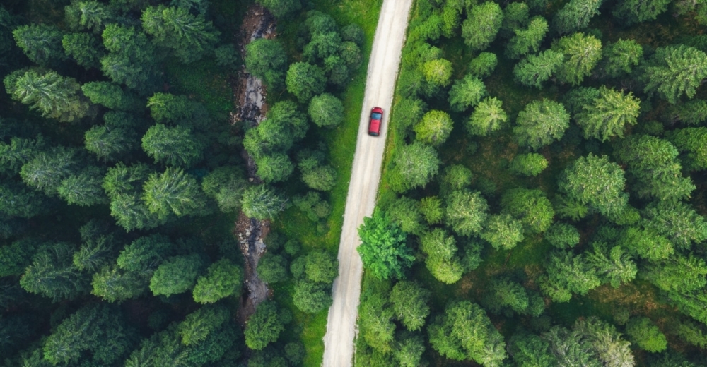 Red car on a road in the middle of a green forest