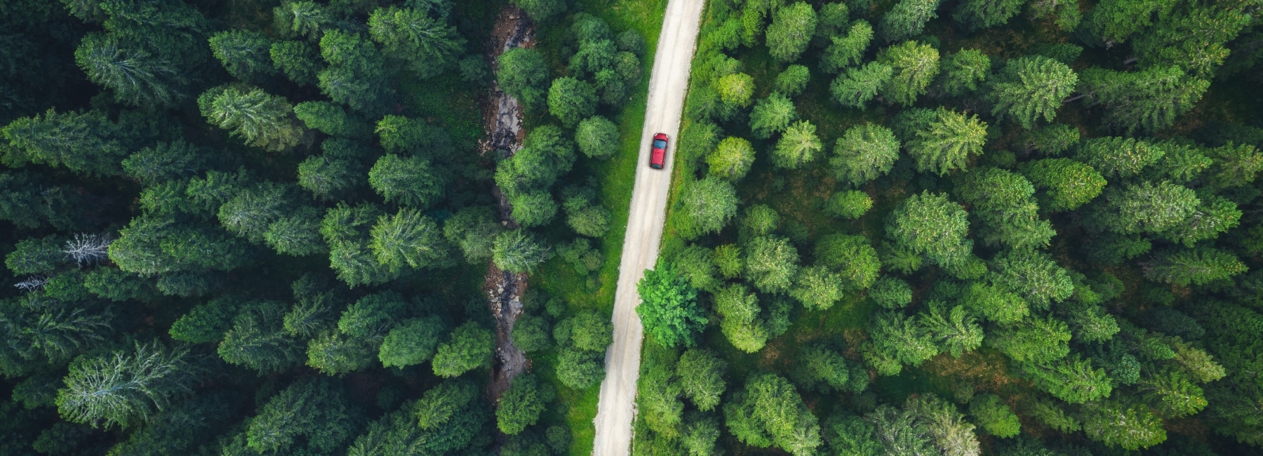 Red car on a road in the middle of a green forest