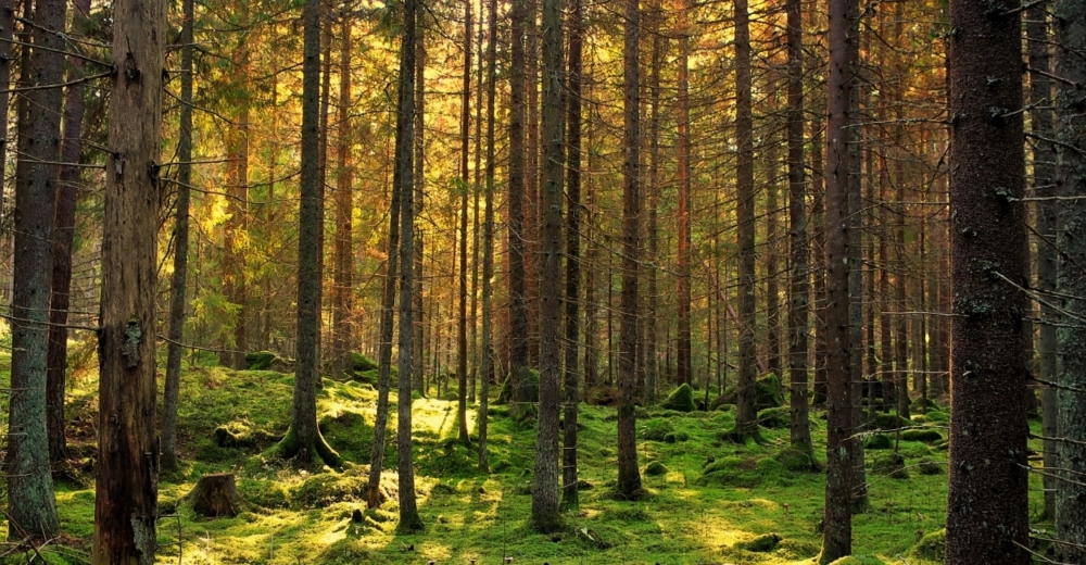 Forest of tall trees at sunset