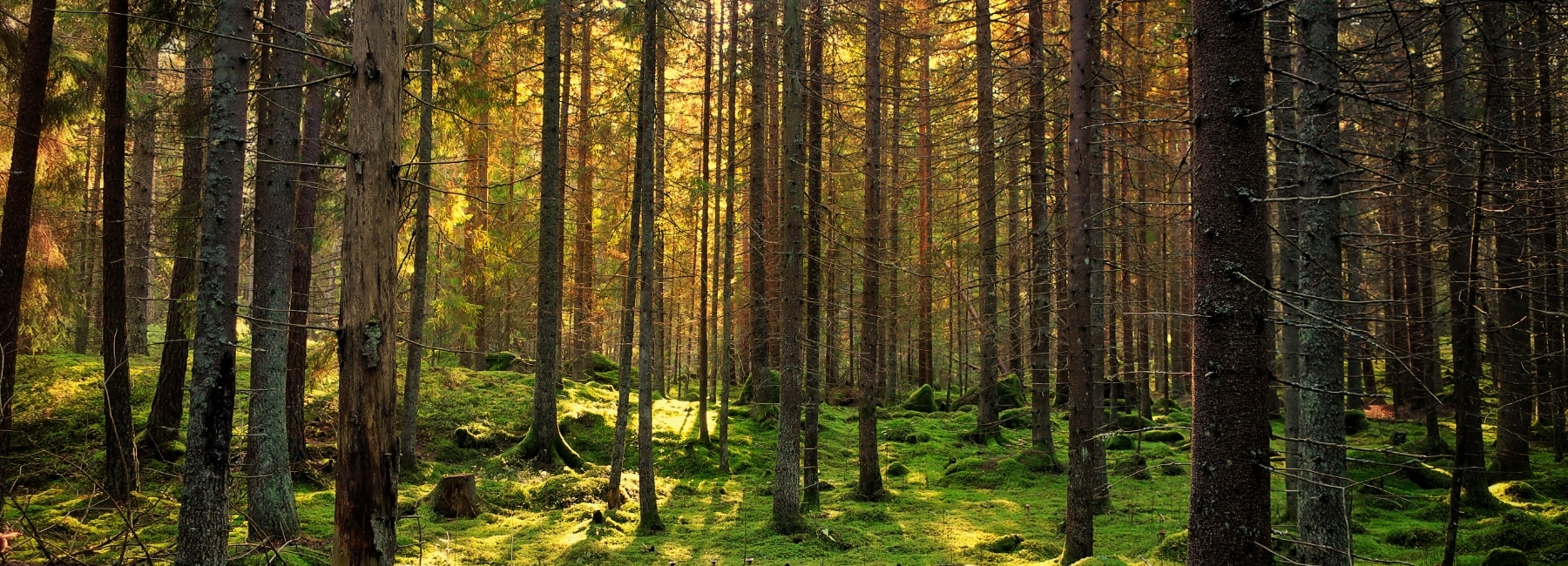 Forest of tall trees at sunset