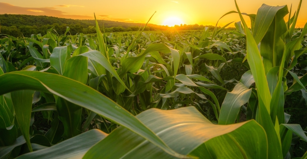 Field of cobs at sunset