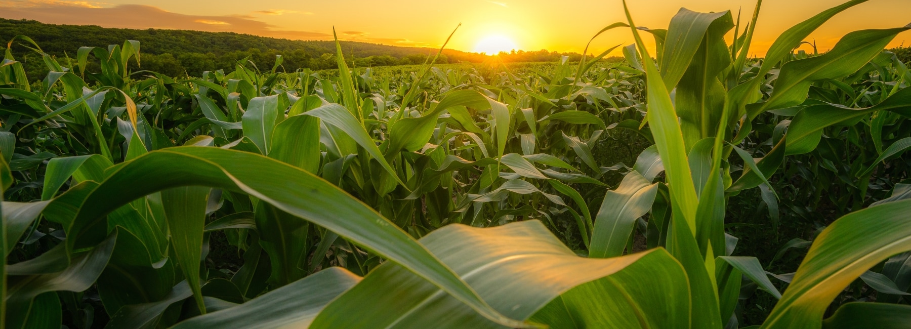 Field of cobs at sunset