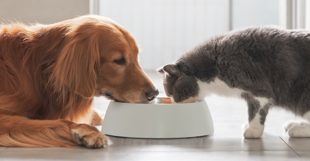 A dog and a cat eating from the same bowl