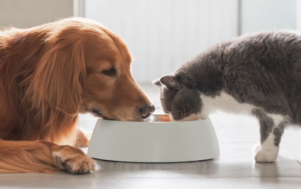 A dog and a cat eating from the same bowl