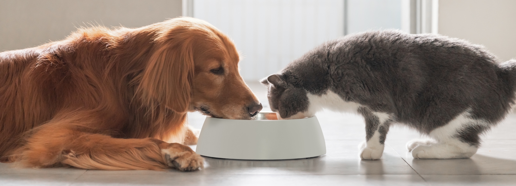 A dog and a cat eating from the same bowl