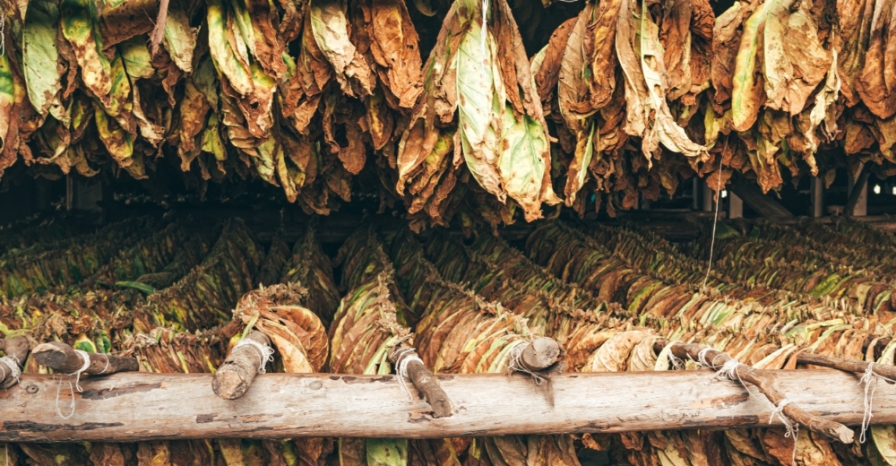 Tobacco leaves drying