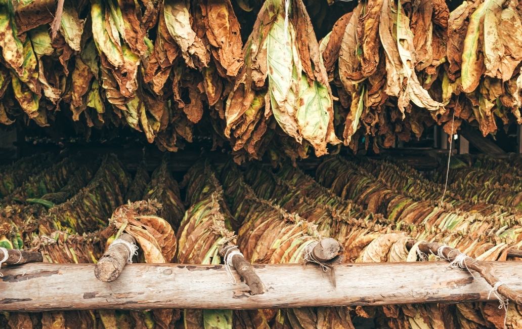 Tobacco leaves drying