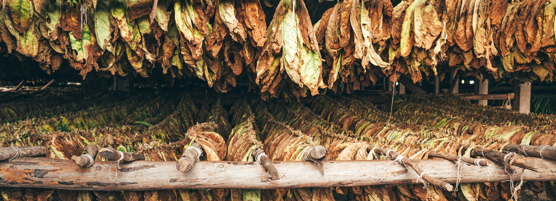 Tobacco leaves drying